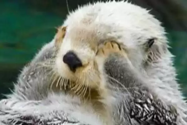 海獭经常捂眼睛是为啥呢,海獭经常捂眼睛可能为梳理毛发或保暖吗插图1 海獭经常捂眼睛是为啥呢,海獭经常捂眼睛可能为梳理毛发或保暖吗插图1