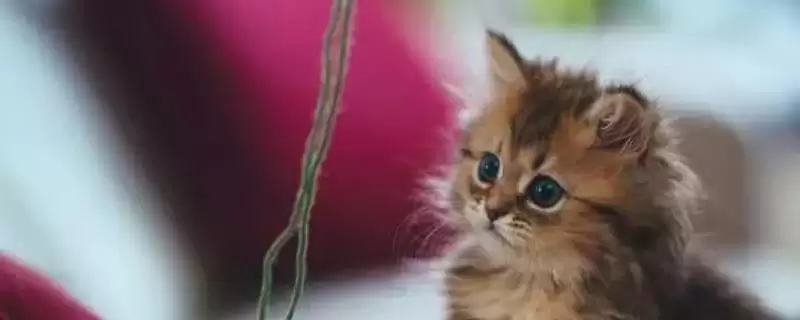 刚出生小猫死亡抢救 ,刚出生的小猫即将死亡如何进行抢救-会东网