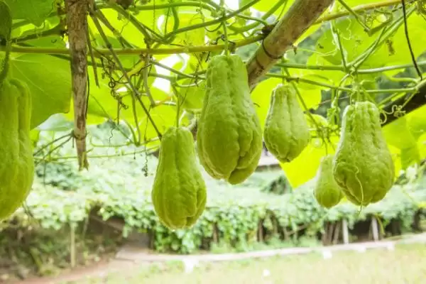 佛手瓜苗种植方法 ,佛手瓜苗的种植需要注意哪些方插图5 佛手瓜苗种植方法 ,佛手瓜苗的种植需要注意哪些方插图5