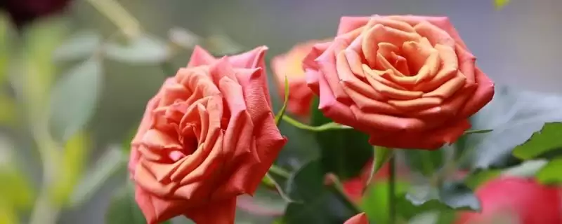 好养活的月季花有哪些品种,红双喜等是好养活的月季花品种吗插图 好养活的月季花有哪些品种,红双喜等是好养活的月季花品种吗插图