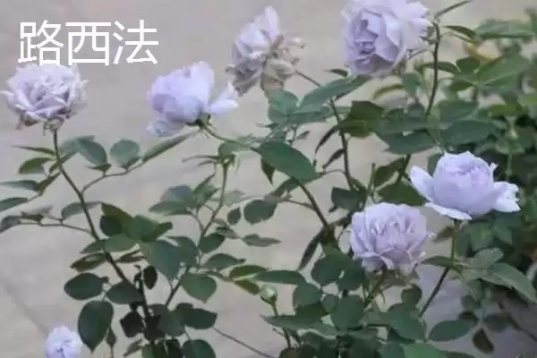 好养活的月季花有哪些品种,红双喜等是好养活的月季花品种吗插图8 好养活的月季花有哪些品种,红双喜等是好养活的月季花品种吗插图8