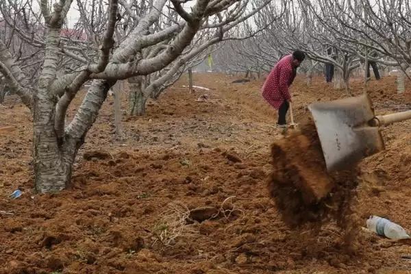 果树何时进行施肥更合适,果树以5-7月份进行施肥为宜吗插图1