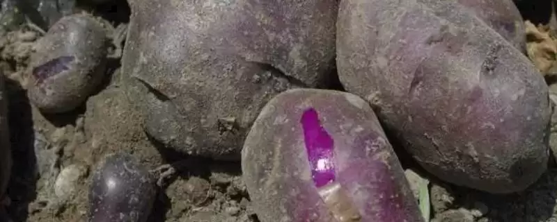 黑土豆是转基因的品种吗,黑土豆并不是转基因土豆这种说法对吗-会东网