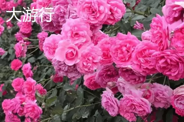 好养活的月季花有哪些品种,红双喜等是好养活的月季花品种吗插图6 好养活的月季花有哪些品种,红双喜等是好养活的月季花品种吗插图6