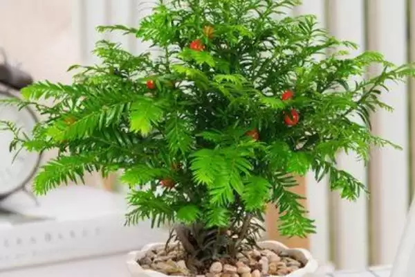 红豆杉的盆景养殖方法是啥,红豆杉盆景用稍大花盆种植来养殖吗插图1