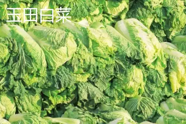 河北省安新县的特产是什么,白洋淀熏鱼是河北省安新县受喜爱特产吗插图11