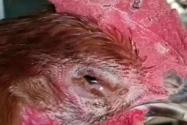 鸡肿脸的原因环境疾病所致,鸡肿脸是什么原因引起的,是这些因素吗?插图2 鸡肿脸的原因环境疾病所致,鸡肿脸是什么原因引起的,是这些因素吗?插图2