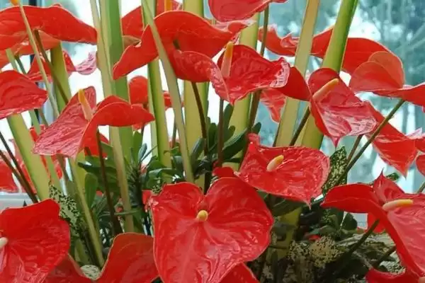 红掌冬天花死了春天还长吗,红掌主干和主根完整冬天花死春天还长吗插图1