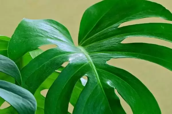 龟背竹叶子有黑斑是为何,龟背竹叶子黑斑因土壤带病菌或光照强吗插图3 龟背竹叶子有黑斑是为何,龟背竹叶子黑斑因土壤带病菌或光照强吗插图3