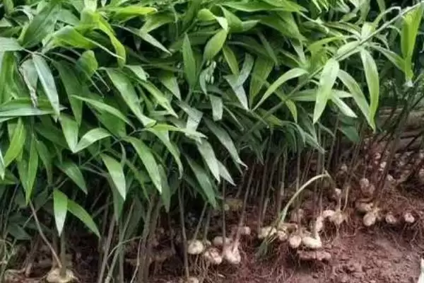 黄精种苗价格一株0.4-1元贵,黄精种苗的价格，这个价格合理吗？插图1
