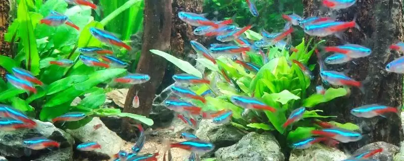 红绿灯鱼好不好养活呢,红绿灯鱼用有过滤系统鱼缸容易养活吗-会东网