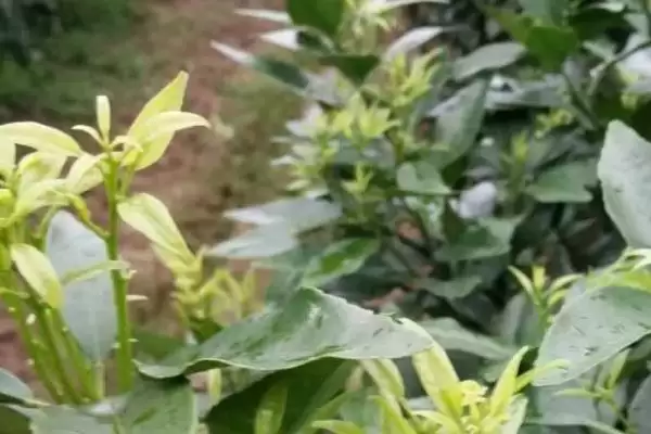 柑橘花芽分化过程 ,柑橘花芽分化经历哪些阶段和过程插图3
