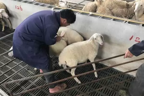 给羊驱虫方法方式 ,给羊驱虫可以采取哪些方法插图5