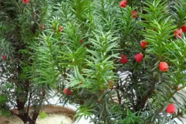 红豆杉的盆景养殖方法是啥,红豆杉盆景用稍大花盆种植来养殖吗插图11