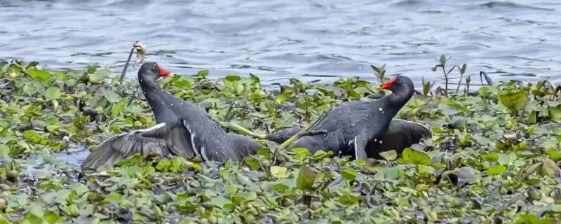 黑水鸡的养殖方法是什么呢,黑水鸡养殖先选宽阔湖地或河流场地吗-会东网