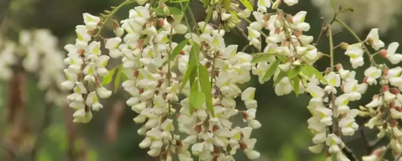 槐花蜜颜色问结晶后呈乳白色,槐花蜜是白色的吗，结晶后颜色如何？-会东网
