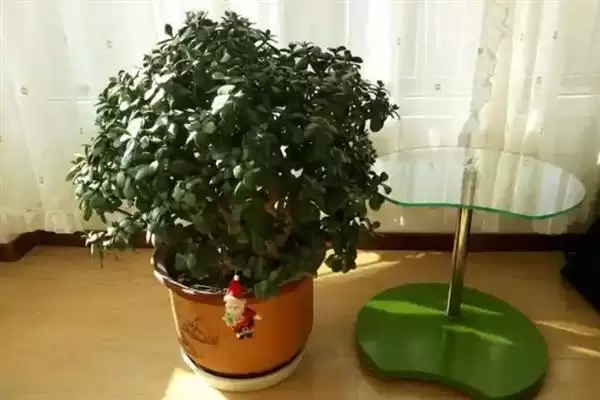 冬青树的价格影响因素,冬青树的价格受哪些因素条件的影响插图8 冬青树的价格影响因素,冬青树的价格受哪些因素条件的影响插图8
