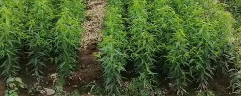 贵的桃树苗有哪些好品种,冬雪蜜桃、金冠黄桃等是贵的桃树苗品种吗-会东网