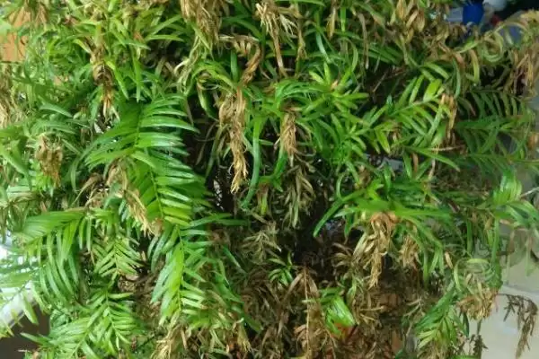 红豆杉的盆景养殖方法是啥,红豆杉盆景用稍大花盆种植来养殖吗插图13