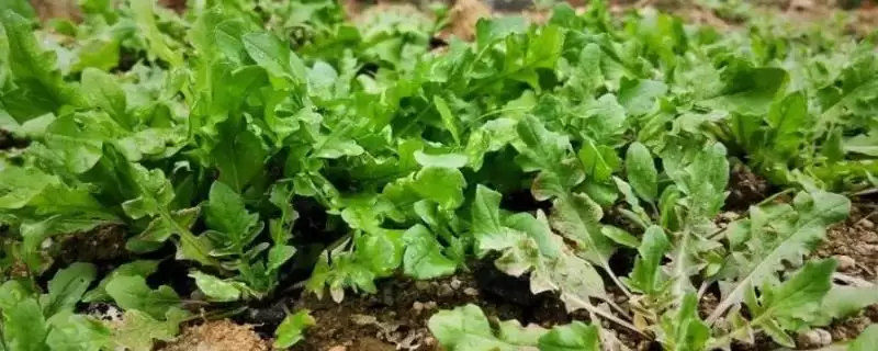 荠菜种类区分板叶散叶两种,荠菜的种类,分类准确吗?插图 荠菜种类区分板叶散叶两种,荠菜的种类,分类准确吗?插图