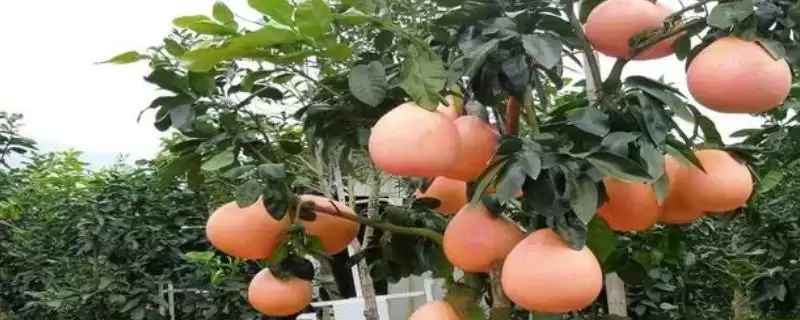 蜜柚对比问题红柚更美观口感佳,黄金蜜柚和红柚对比,差异在哪呢?插图 蜜柚对比问题红柚更美观口感佳,黄金蜜柚和红柚对比,差异在哪呢?插图