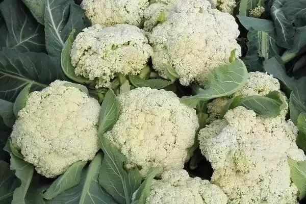 花菜清洗方法牙刷刷后盐水泡好吗,花菜怎样清洗，牙刷流水刷再泡盐水？插图4