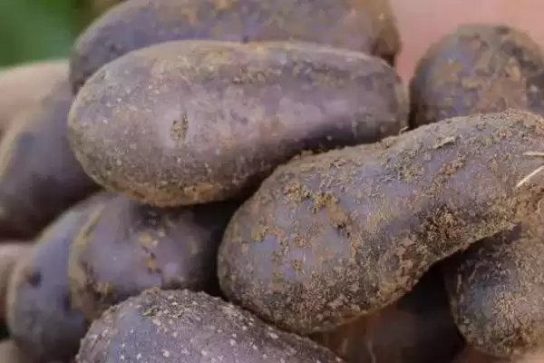 黑土豆是转基因的品种吗,黑土豆并不是转基因土豆这种说法对吗插图2