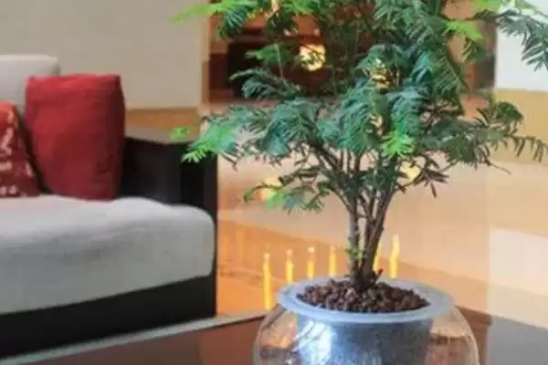 红豆杉的盆景养殖方法是啥,红豆杉盆景用稍大花盆种植来养殖吗插图14