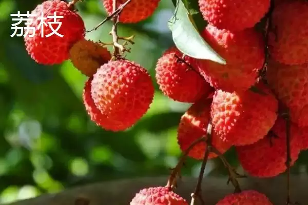 红毛丹的产地主要在哪里呢,红毛丹原产地是东南亚地区是这样吗插图3