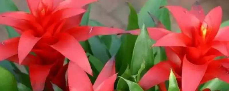 鸿运当头无根能不能存活呢,鸿运当头没有根的情况下也是可以存活的吗-会东网