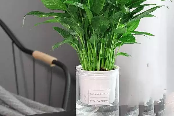 白掌的种植方法,白掌应如何进行种植插图7