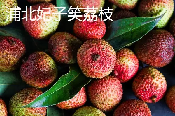 广西浦北县的特产有哪些呢,广西浦北县有“世界长寿之乡”称号有啥特产插图6