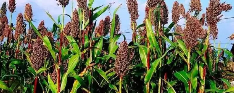 高粱常见病害类型 ,高粱常见的病害有哪些种类插图 高粱常见病害类型 ,高粱常见的病害有哪些种类插图