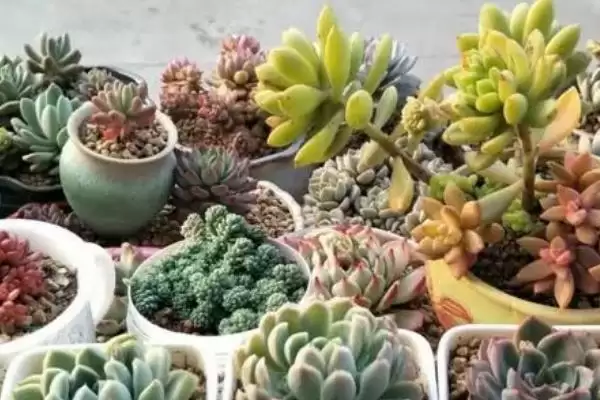 多肉的种植方法步骤,多肉的种植方法有哪些具体的步骤插图2