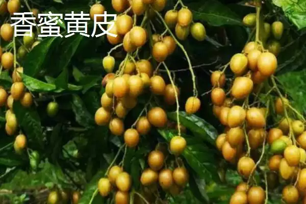 黄皮果品种问这4种真受欢迎,黄皮果品种介绍,受欢迎的是这些?插图4 黄皮果品种问这4种真受欢迎,黄皮果品种介绍,受欢迎的是这些?插图4