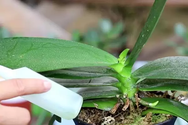 蝴蝶兰浇水方法干后浇水有啥讲究吗,蝴蝶兰的浇水方法，平时干后浇水对吗？插图2