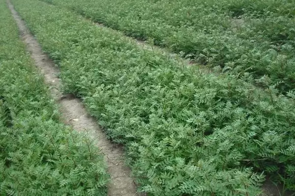 花椒育苗方法适当压土能加快出苗,花椒如何育苗,适当压土作用大吗?插图4 花椒育苗方法适当压土能加快出苗,花椒如何育苗,适当压土作用大吗?插图4