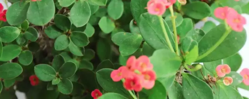 虎刺梅修剪方法6-7月修剪有何讲究,虎刺梅的修剪方法，为啥多在6-7月？-会东网