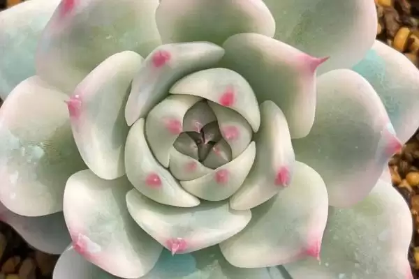 吉娃娃栽培术夏季需注意遮阴,吉娃娃的栽培技术，夏季管理要点是？插图2