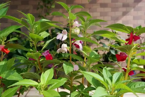 凤仙花花语寓意 ,凤仙花的花语有什么含义和寓插图1