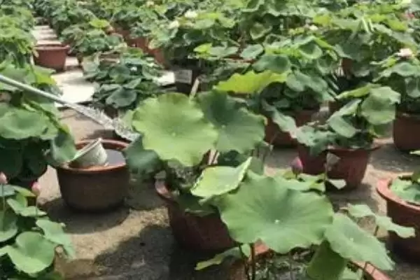 荷花种子如何进行种植呢,荷花种子可直接用塘泥进行养护种植吗插图8