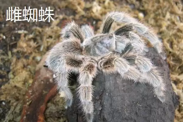 红玫瑰蜘蛛有着怎样的介绍呢,红玫瑰蜘蛛性情温顺喜在树洞中栖息吗插图10