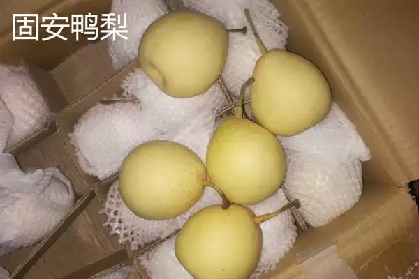 河北固安的特产有哪些呢,河北固安特产有矿泉水等多种物品吗插图6