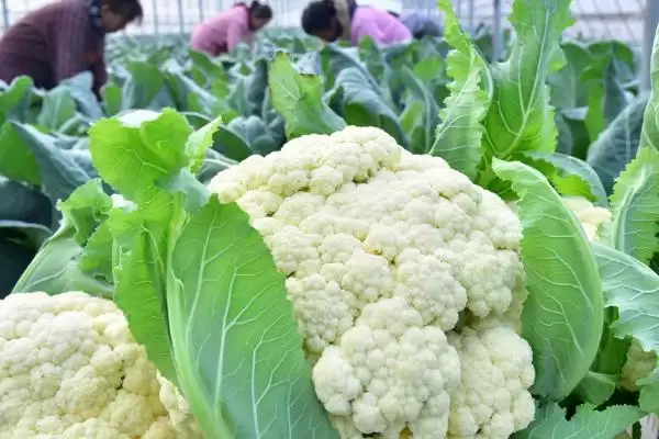 花菜清洗方法牙刷刷后盐水泡好吗,花菜怎样清洗，牙刷流水刷再泡盐水？插图5