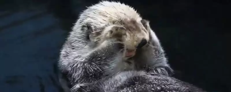 海獭经常捂眼睛是为啥呢,海獭经常捂眼睛可能为梳理毛发或保暖吗插图 海獭经常捂眼睛是为啥呢,海獭经常捂眼睛可能为梳理毛发或保暖吗插图