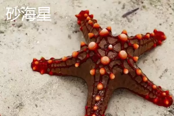 海星的产地主要在哪里呢,海星在北太平洋区域的种类数量最多吗插图3 海星的产地主要在哪里呢,海星在北太平洋区域的种类数量最多吗插图3