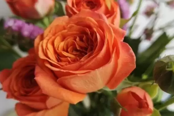 黄玫瑰花语意纯洁友谊活泼灵,黄色玫瑰的花语是什么，寓意准确吗？插图6