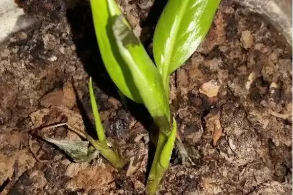 白掌的种植方法,白掌应如何进行种植插图3