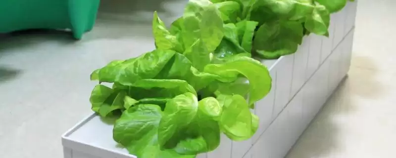 家庭无土栽培出苗后浇营养液,家庭无土栽培蔬菜技术,要点是这个?插图 家庭无土栽培出苗后浇营养液,家庭无土栽培蔬菜技术,要点是这个?插图