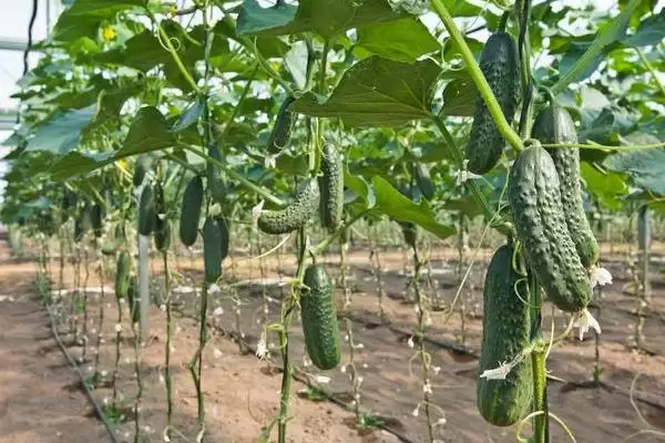 大棚黄瓜的种植方法和步骤是,大棚黄瓜怎么种植插图6